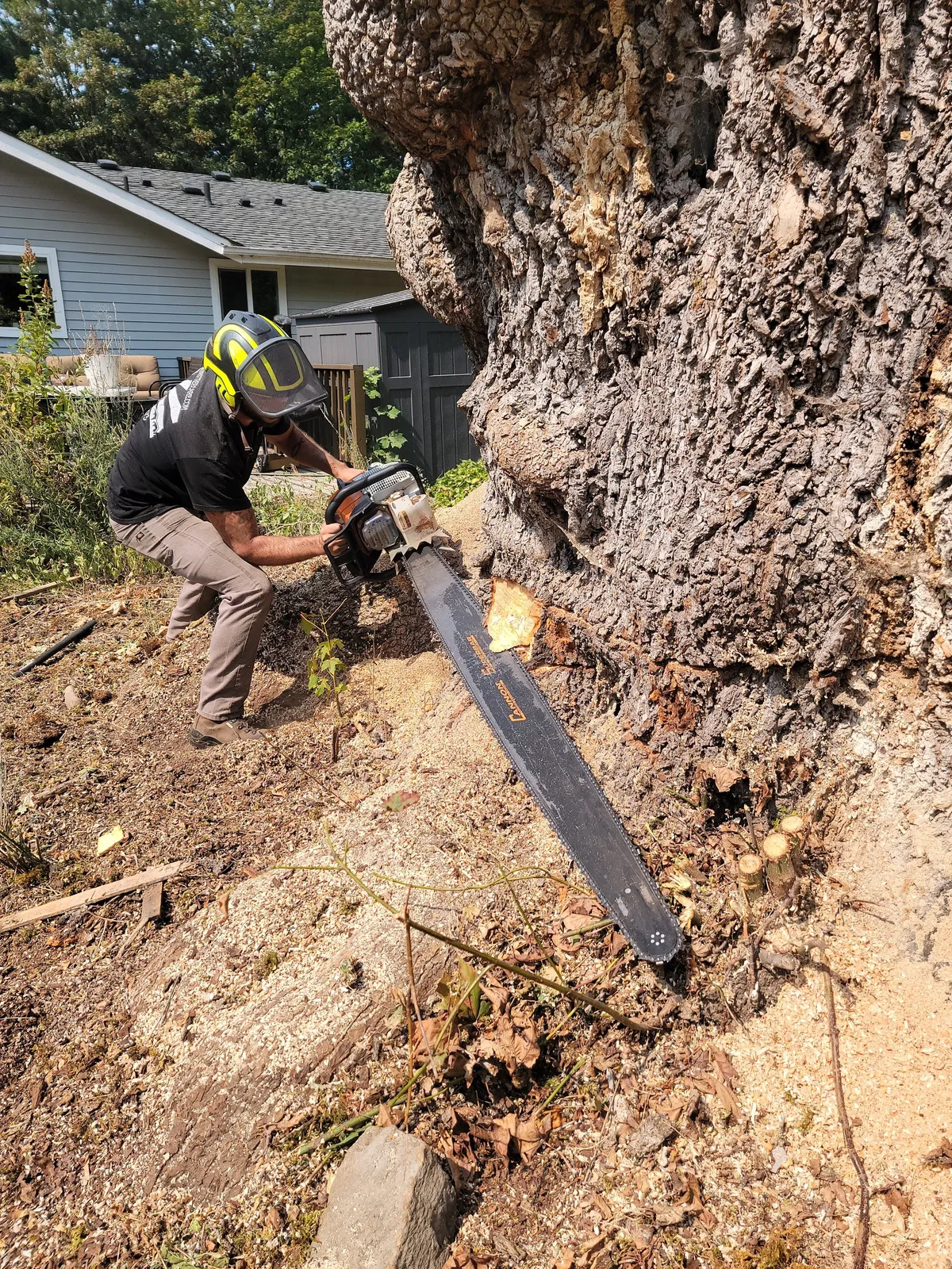 Climber making a felling cut at the base of a massive tree, Duvall WA