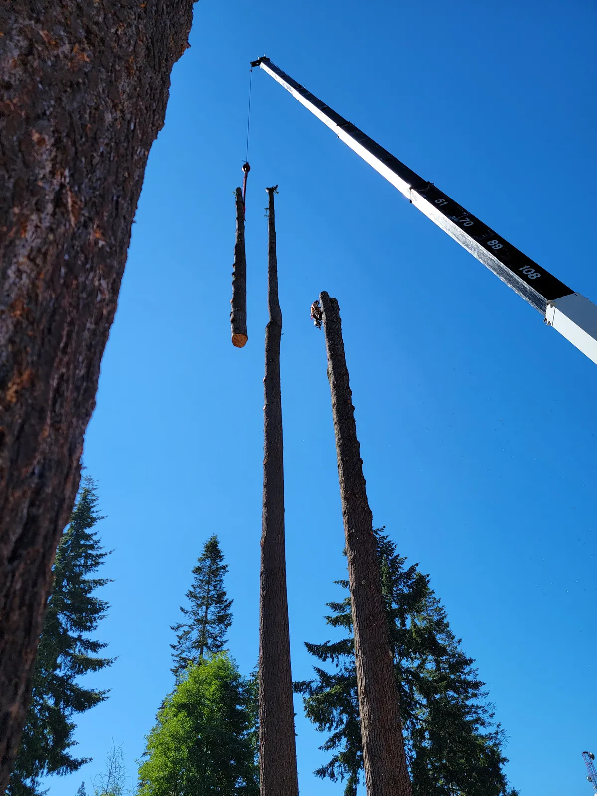 Looking up at a long log section suspended from a crane, Redmond WA