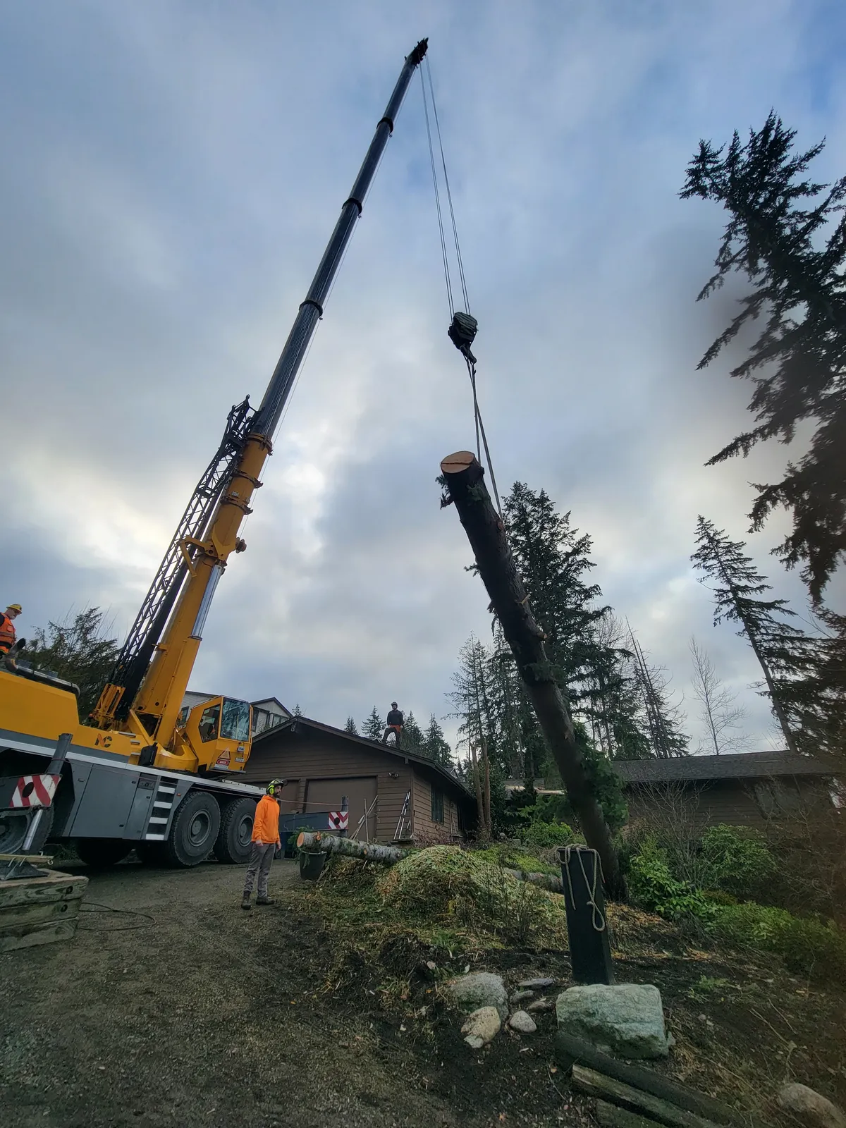 Crane lifting a tree section through the canopy, Carnation WA