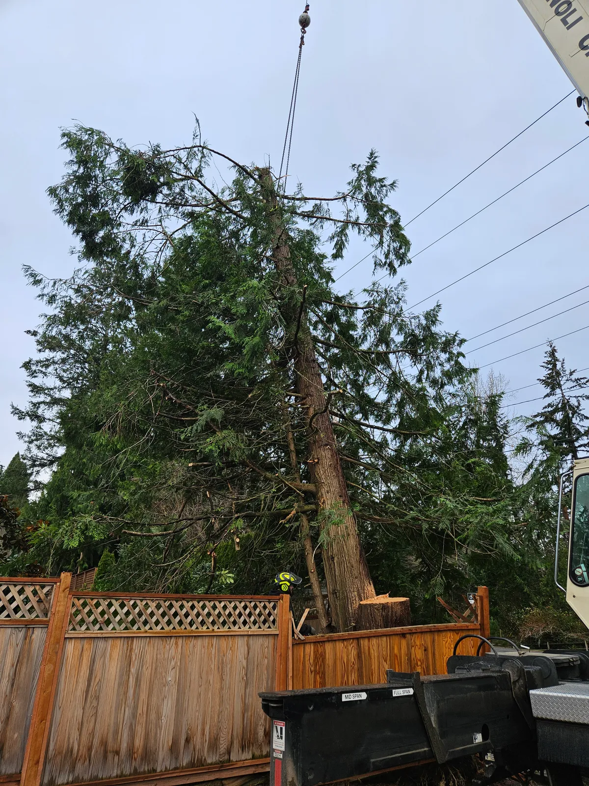 Large tree rigged to a crane line ready to lift, Woodinville WA