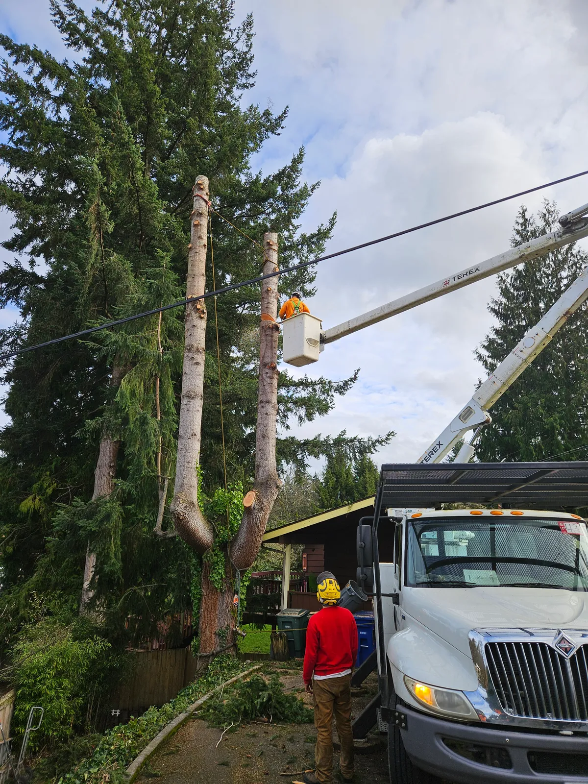 Bucket truck clearing trees near overhead power lines, Sammamish WA