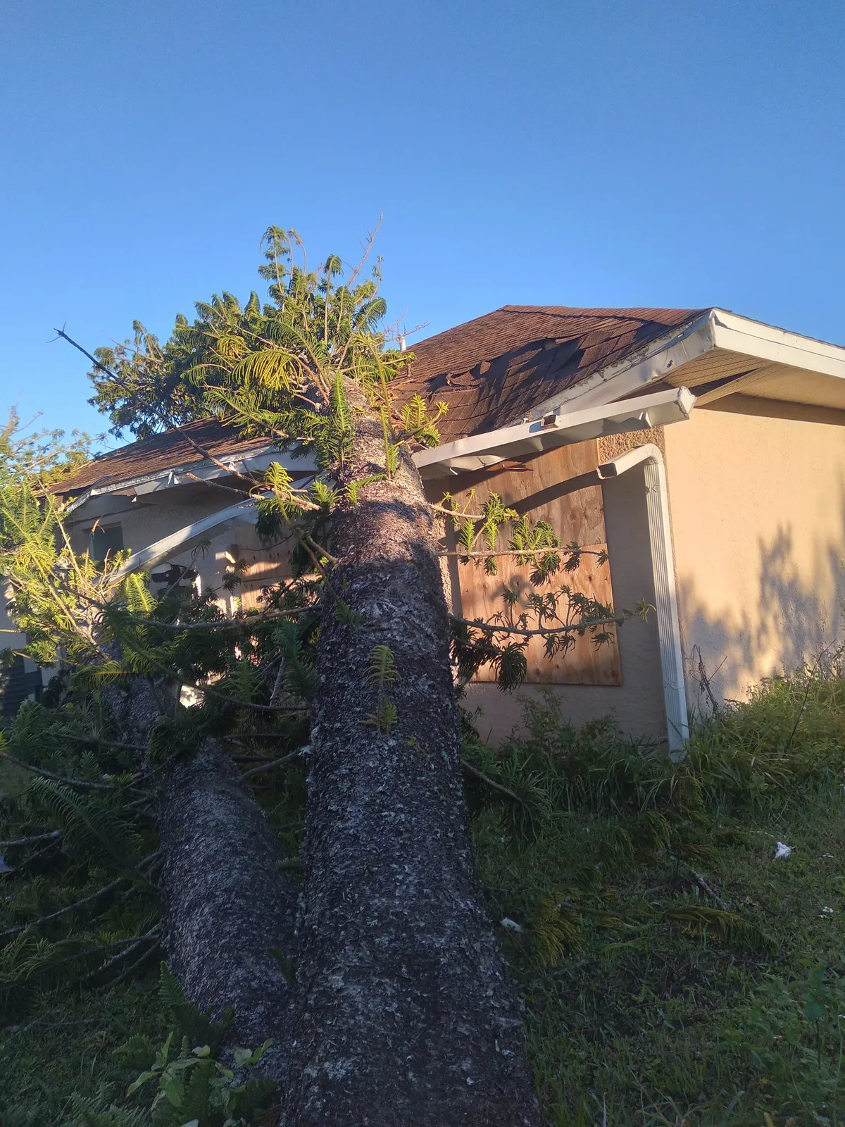 Storm-fallen tree resting against a home, Fall City WA