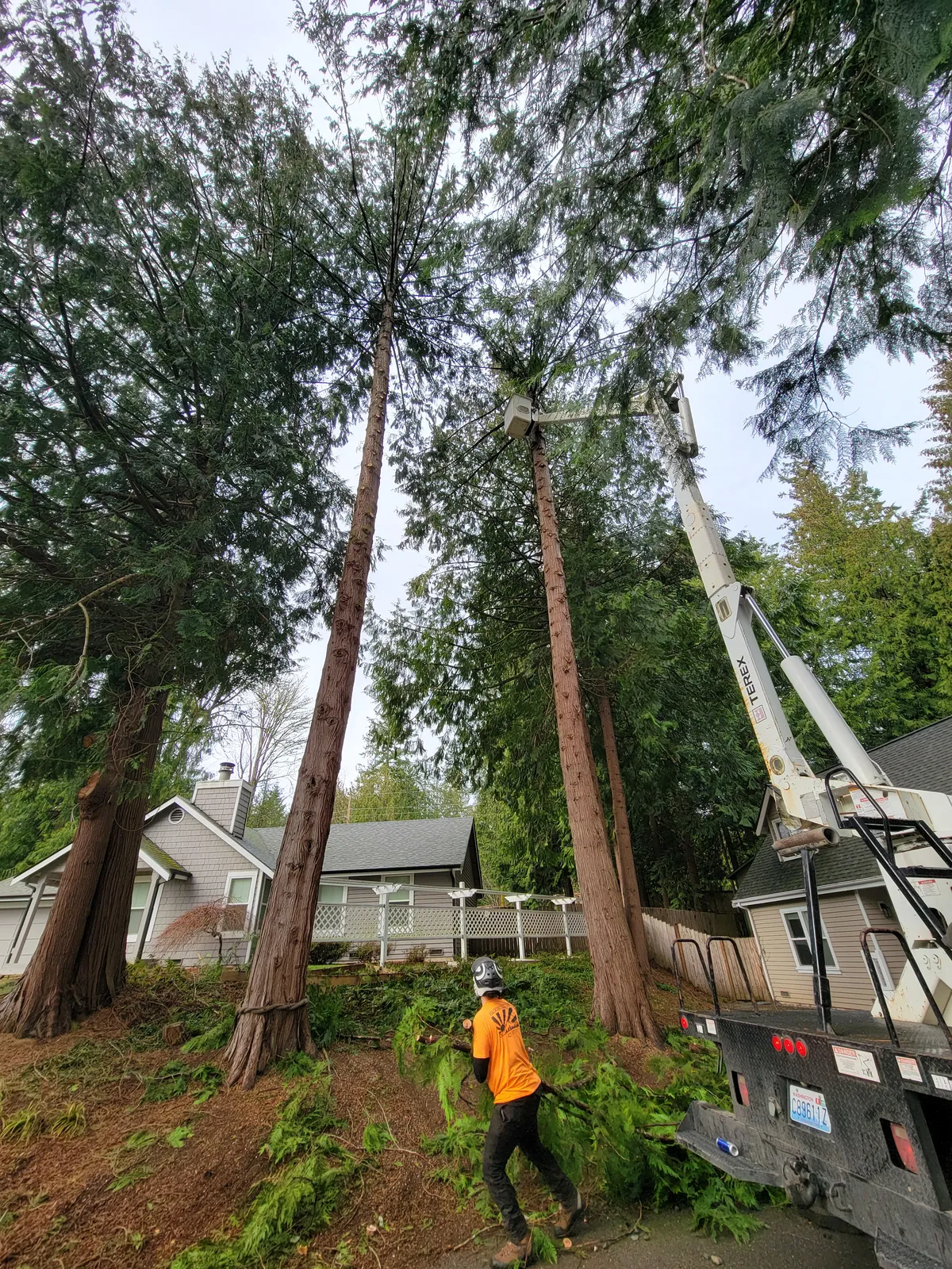 Same trees after crown reduction, canopy thinned away from the home