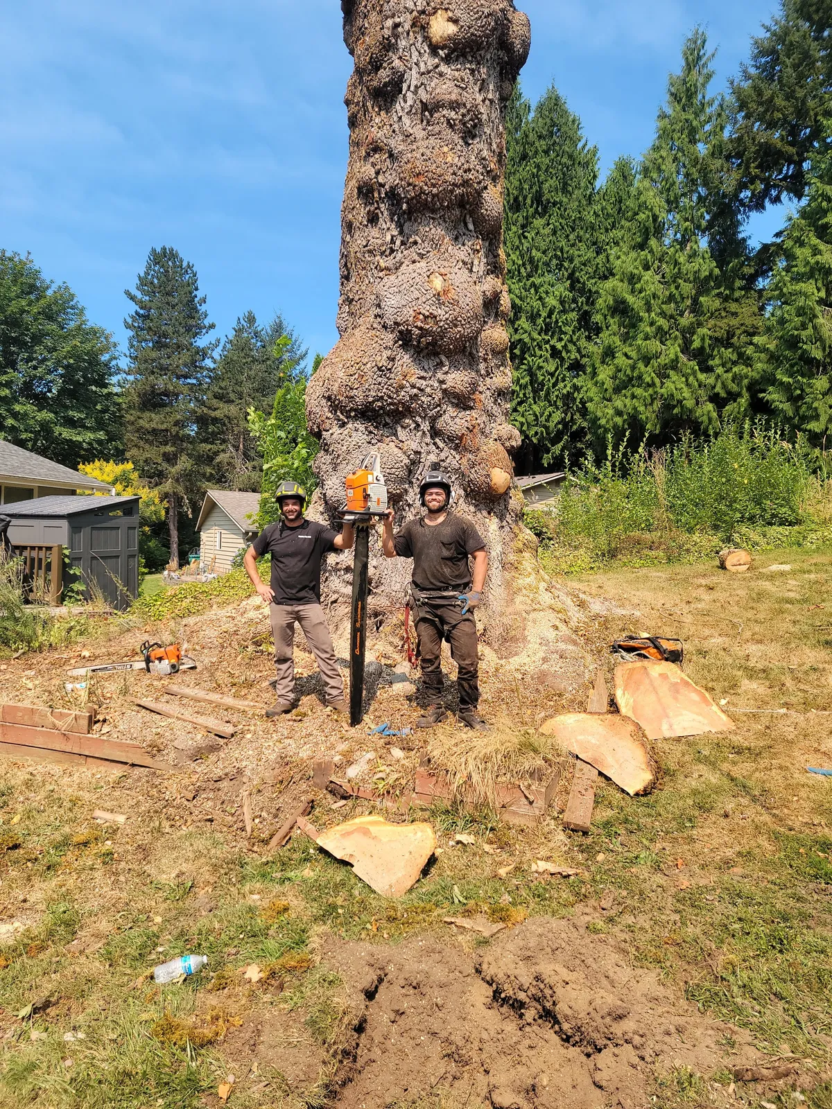 Crew standing beside a massive old-growth cedar prepped for removal