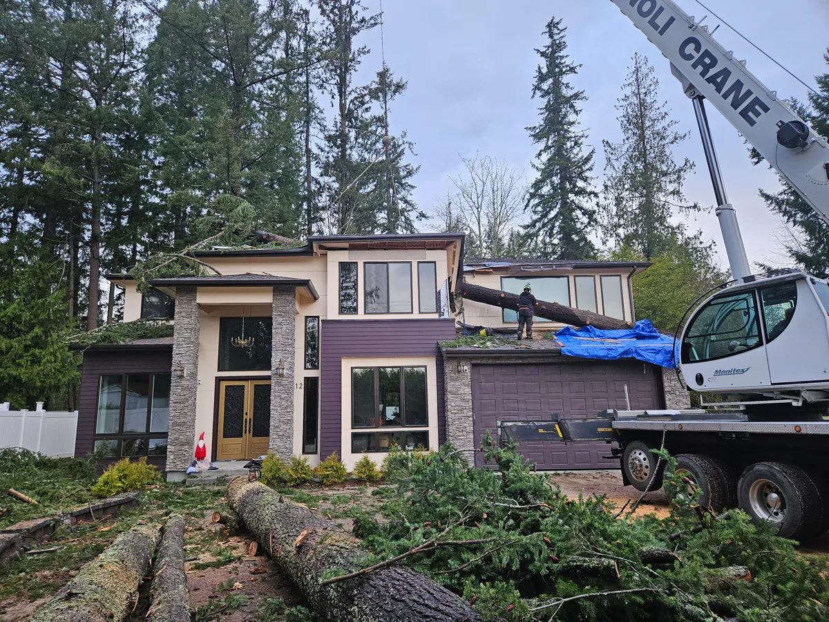 Large tree across the roofline of a home with crane in position