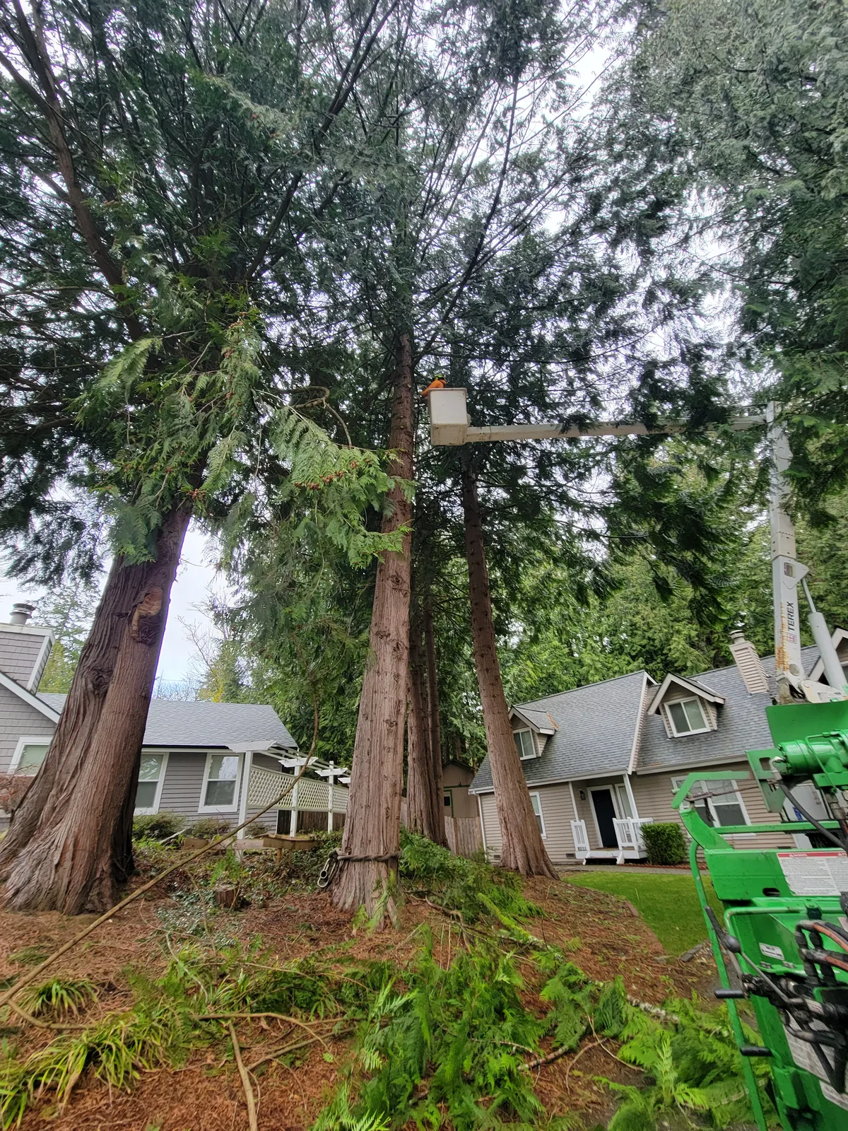 Tall trees overhanging a residential home before crown reduction