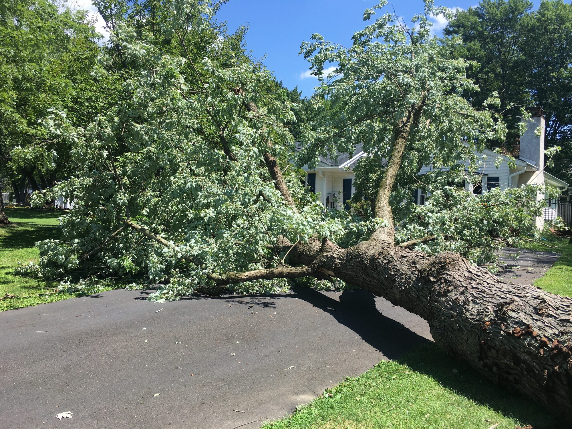 Hazard tree assessment — leaning tree near structure, Redmond WA