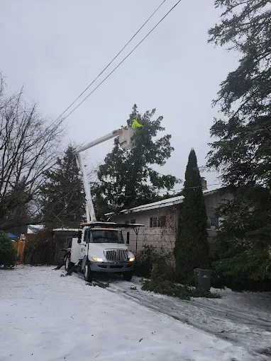 Technical tree removal in a confined space next to a home and fence in Duvall, WA