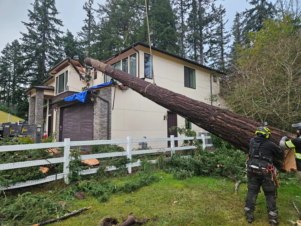 Emergency response crew removing a large tree that fell through the roof of a residential home in Carnation, WA