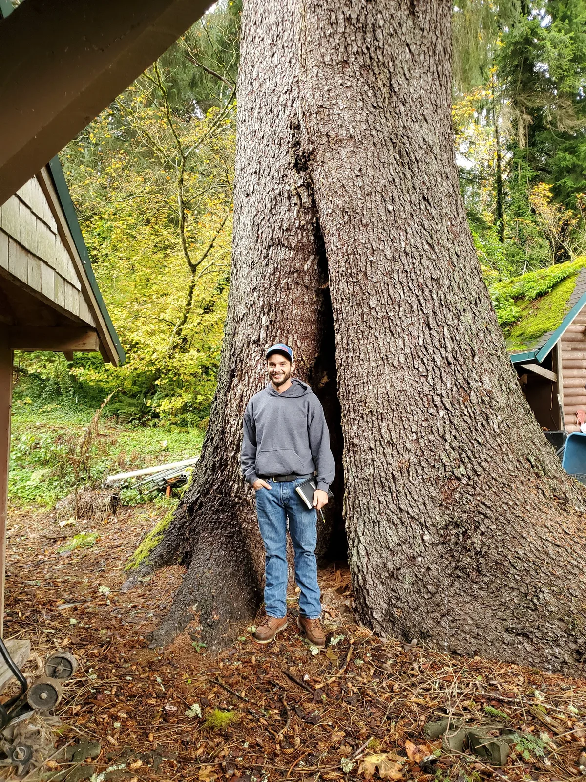Arborist standing inside the massive hollow split trunk of a hazardous tree directly next to a house