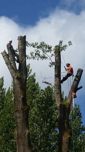 Arborist pruning a large tree crown on a residential property in Woodinville, WA