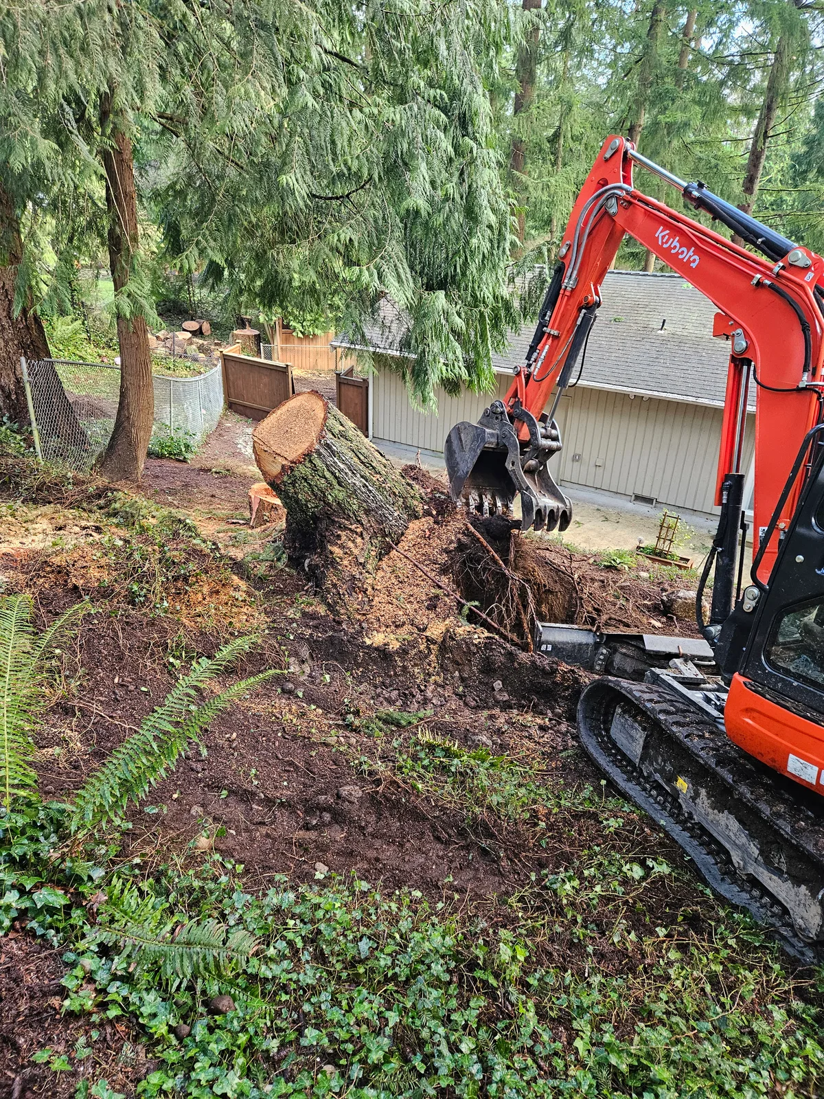 Mini excavator removing a large stump and root ball from a residential property in the Pacific Northwest