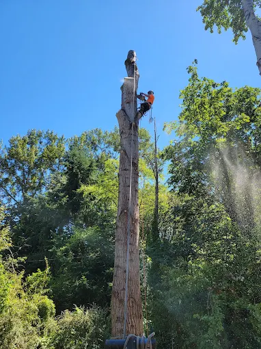 Tree removal crew taking down a large Douglas fir in Carnation, WA