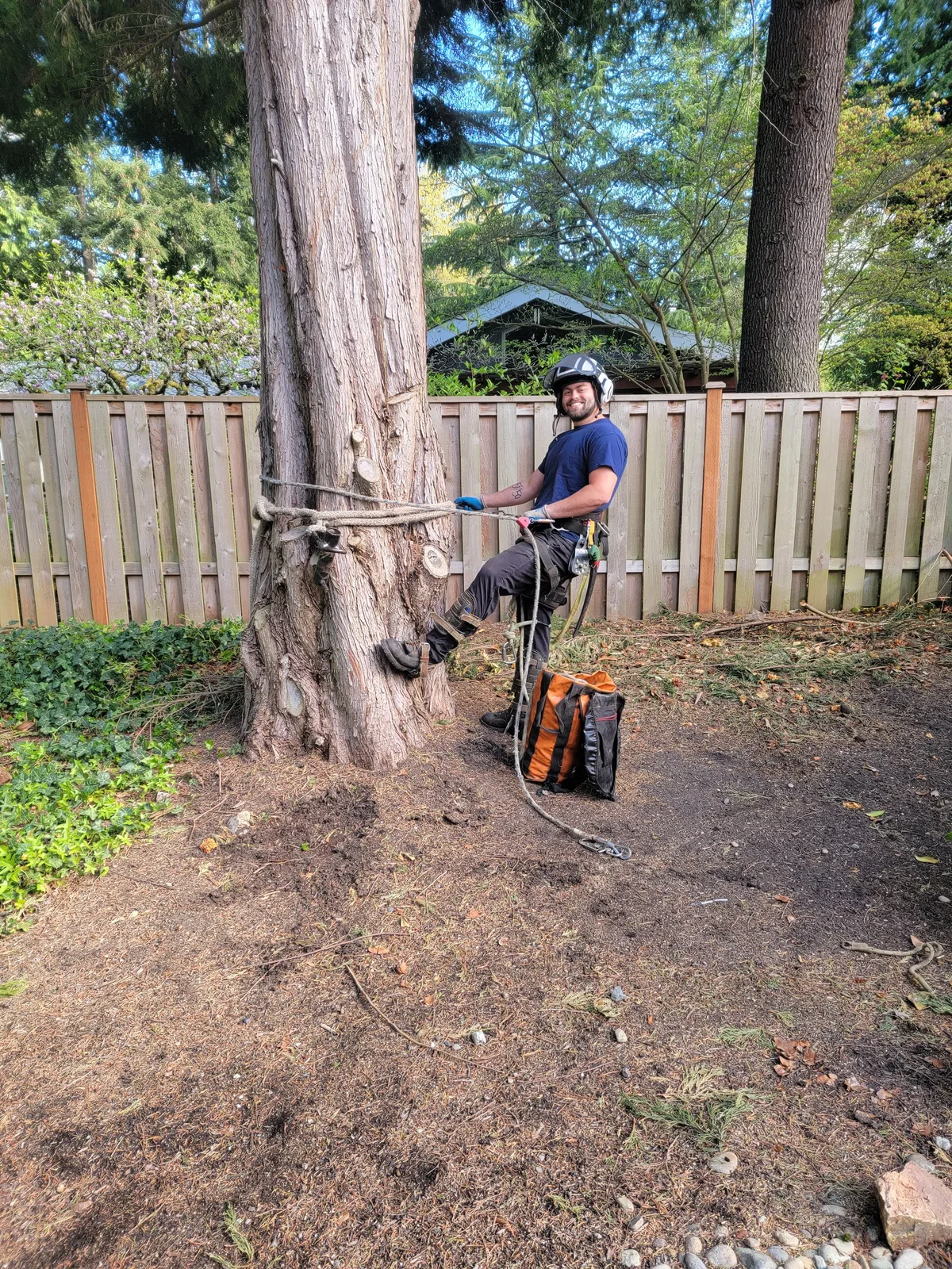 Arborist in full climbing gear rigged up at the base of a large cedar tree for a residential pruning job